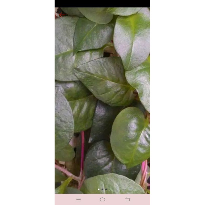 

daun binahong seger 500grm