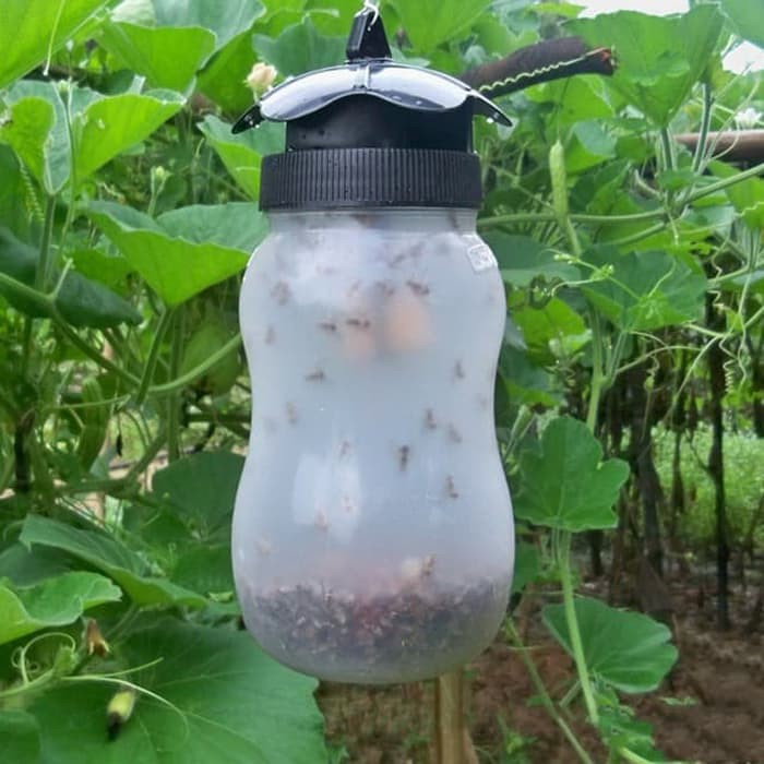 Perangkap Lalat Buah Anti Lalat Buah Pet Control Pembasmi Lalat Pemusnah Lalat Jebakan Lalat Shopee Indonesia