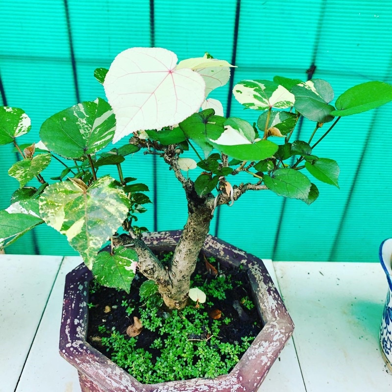 Bonsai Waru Varigata
