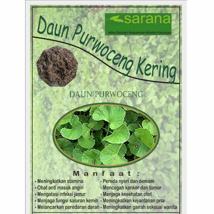 

Purwaceng Purwoceng Kering 250gr Asli Banyak Manfaat