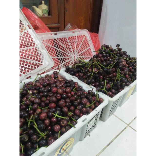 Buah Kupa gohok gowok