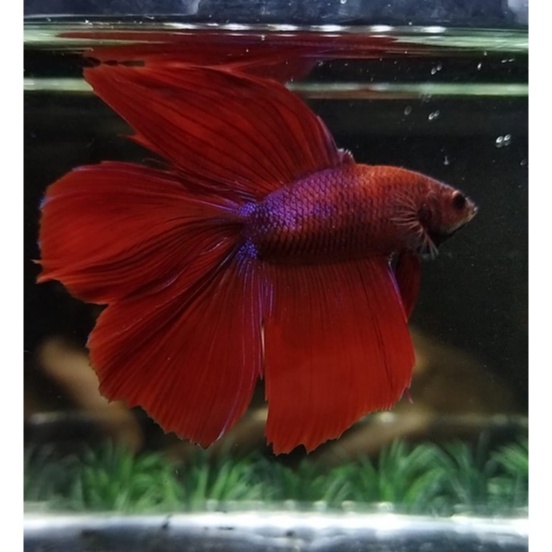 IKAN CUPANG HALFMOON DOUBLE TAIL/HMDT MASCOT SERIES 100% REALPICT (KODE AN9)