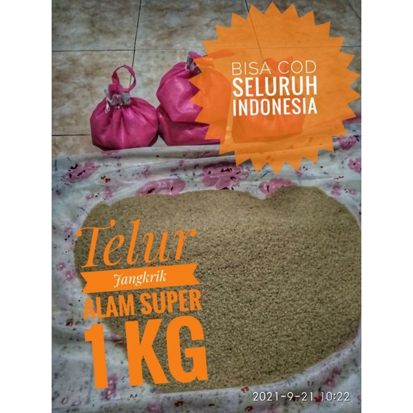 COD Telur Jangkrik Alam 1kg 1000gram Super Grade