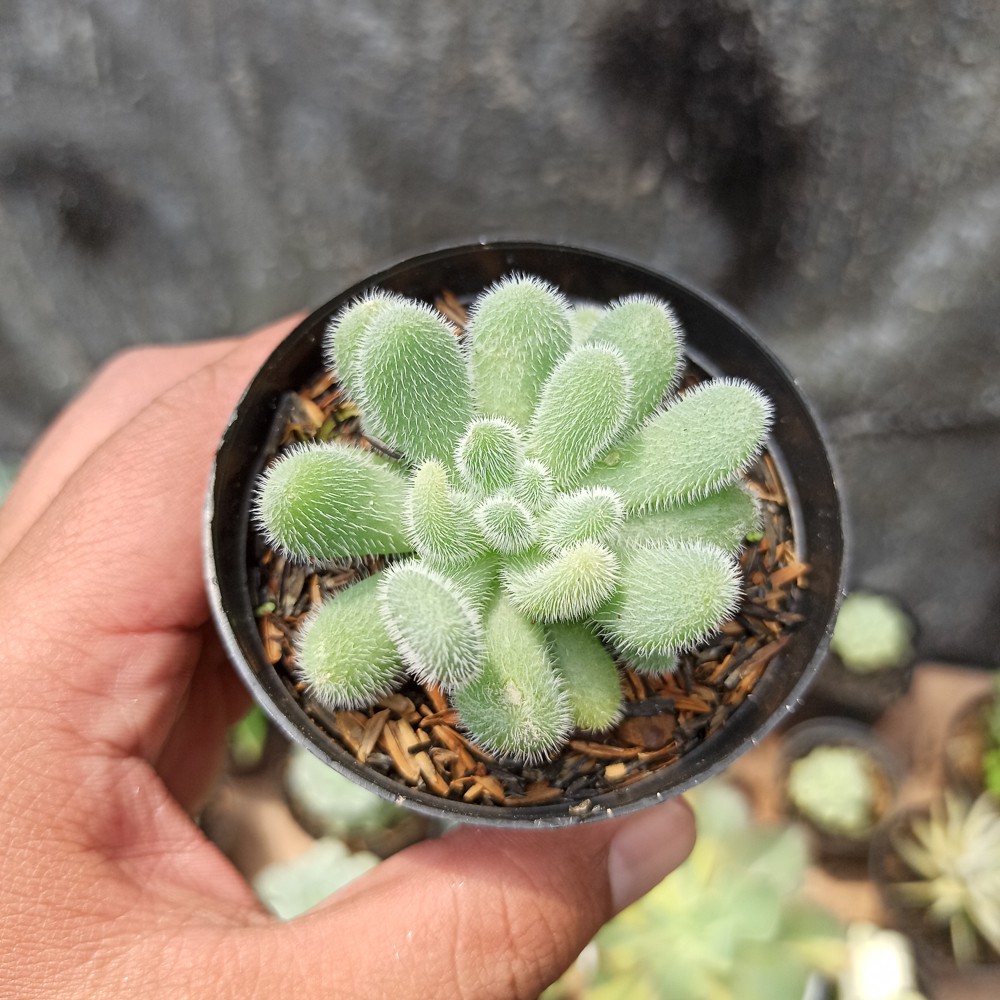 Kaktus Sukulen | 100. Sedum Hintonii