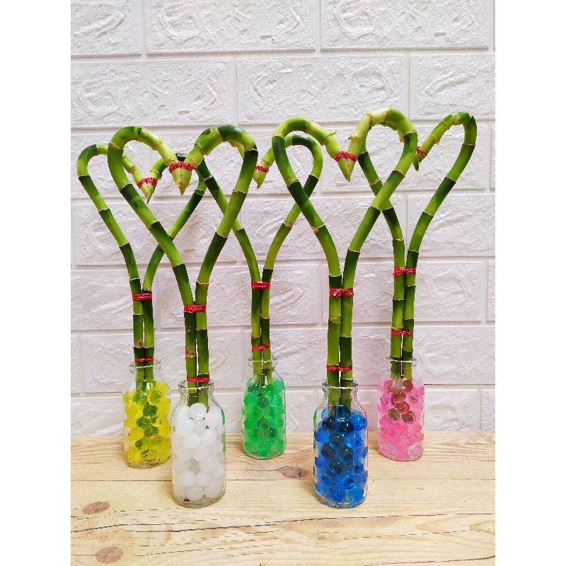 BAMBU HOKI / BAMBU HOKI LOVE / BAMBU HOKI MURAH