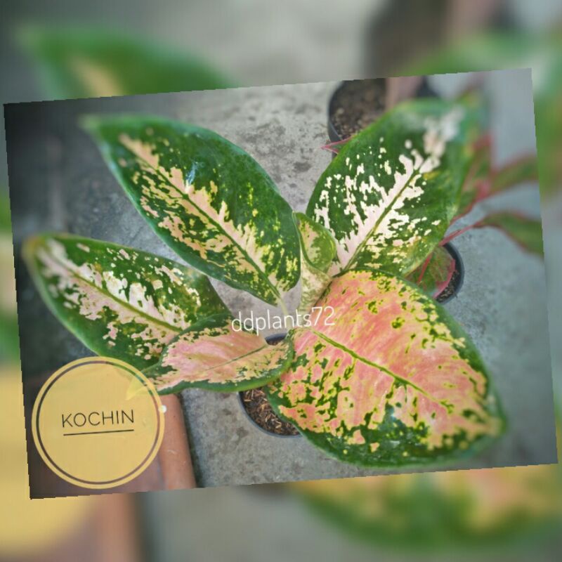 AglaonemaKochinTembagaDewasa