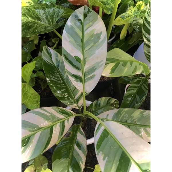 Pisang Variegata - Pisang Variegata florida