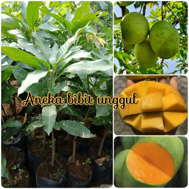 

Bibit Mangga Madu Manis