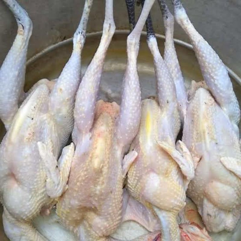 

fresh chicken