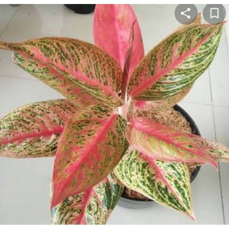 Aglonema legaci merah super Rimbun cantik