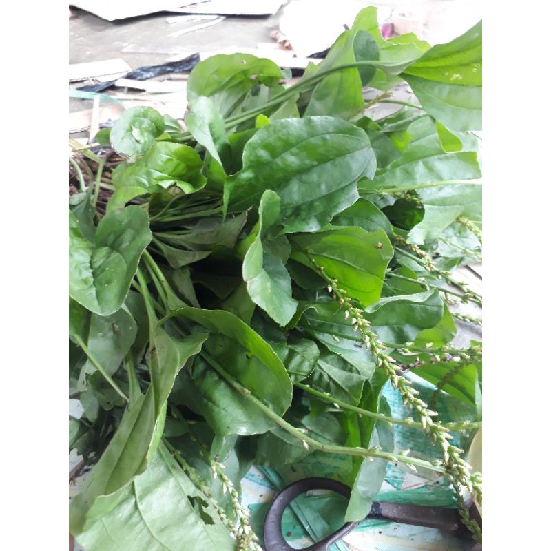 

herbaldaunkiuurat