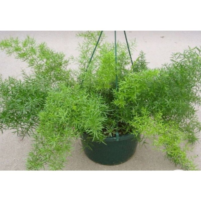 Tanaman asparagus Krisdoren Hijau
