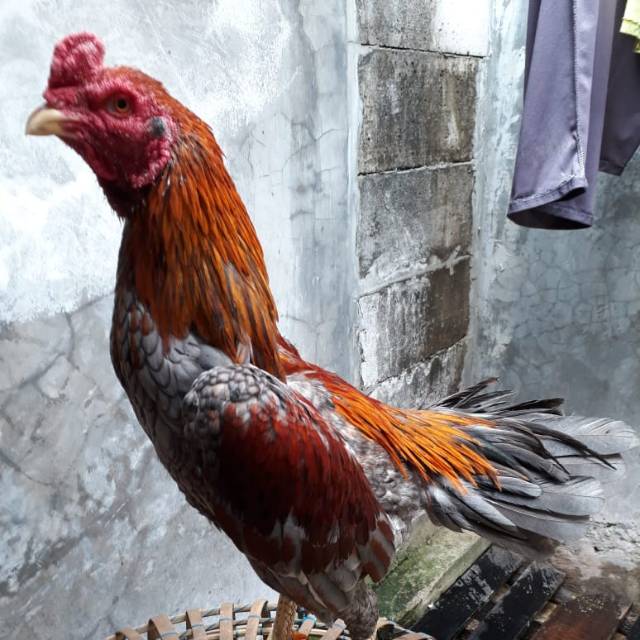 

Ayam magon