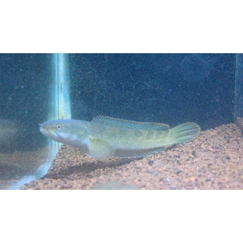 

channalimbata cb