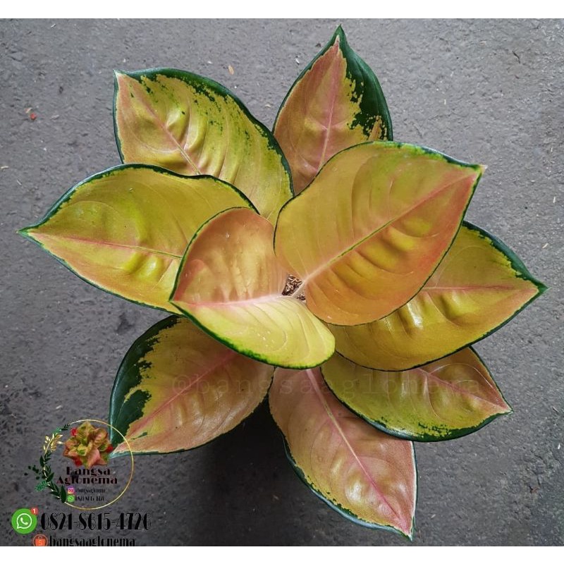 Aglonema Sultan Brunai Murah / Anakan Aglonema Sultan Brunai Mutasi Murah / Tanaman Hias Hidup / Bun