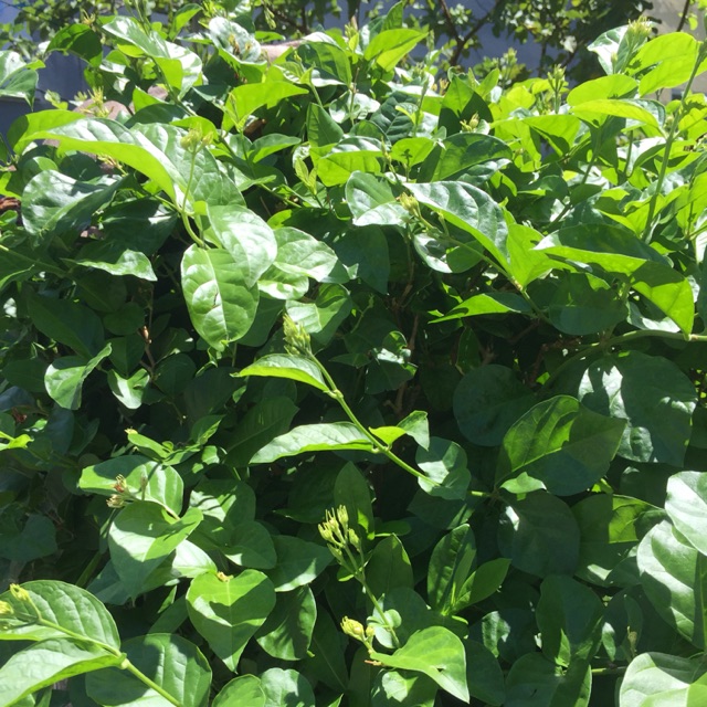 Terbaru 11 Gambar Daun Dan Bunga Richa Gambar Terbaru 11 Gambar Daun Dan Bunga Richa Gambar