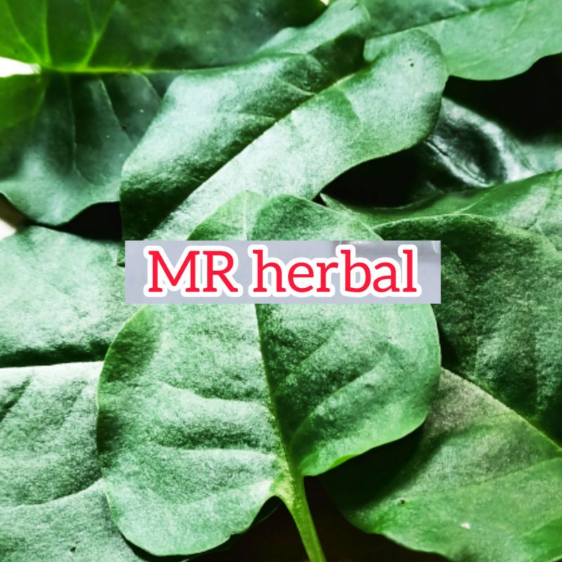 

Jual daun binahong segar 1 kg