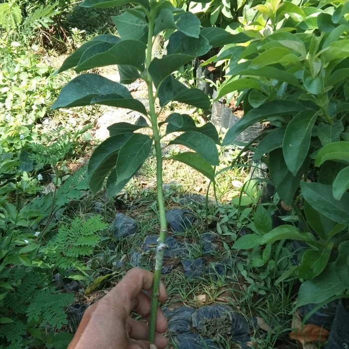 

10bibit alpukat mentega merah 50cm