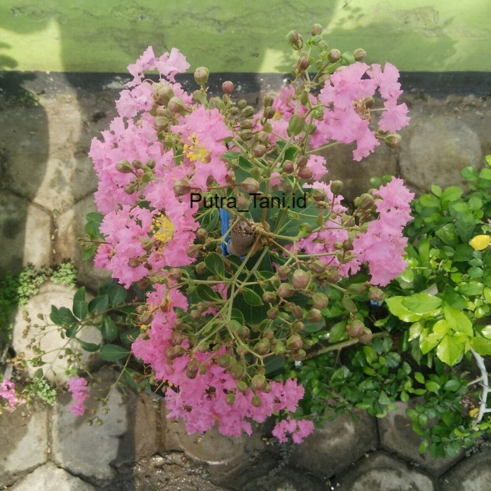 

Bunga Sakura Bibit Sakura