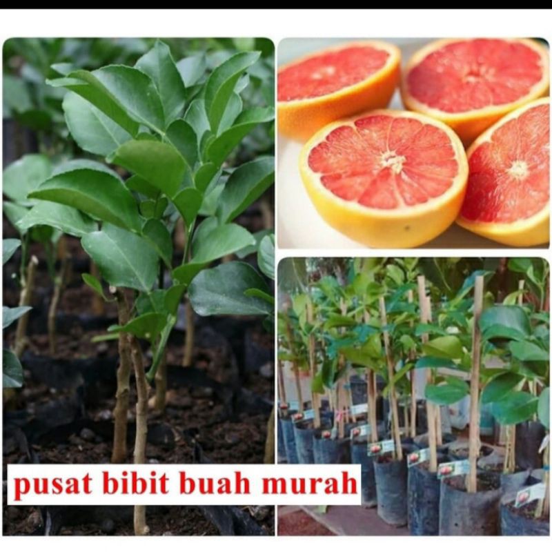 bibit jeruk pamelo Thailand // jeruk bali madu