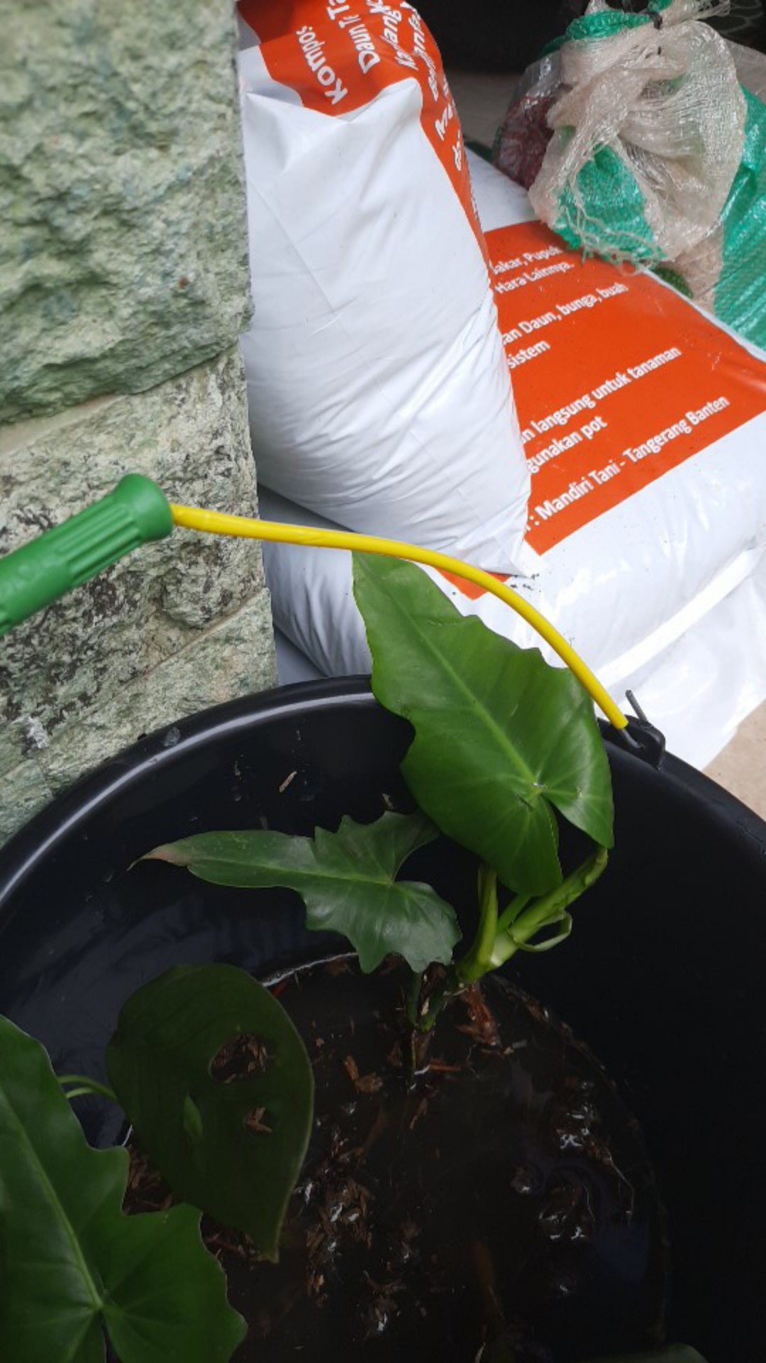 Benih /bibitan Tanaman Hias Philodendron Dragon