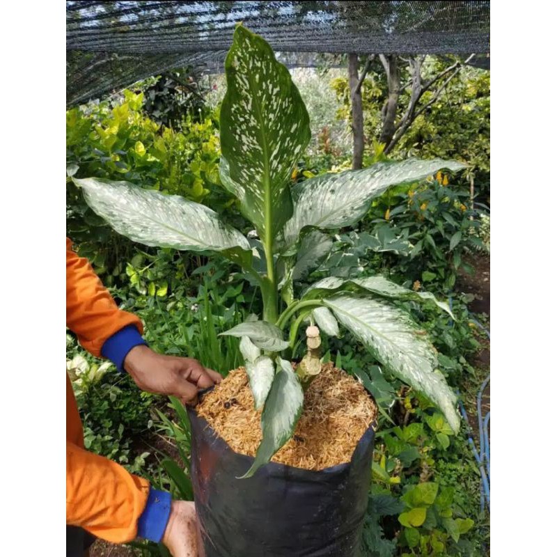 Tanaman hias aglonema serikit / daun bahagia /sri rejeki / dieffenbachia ukuran besar indukan murah.