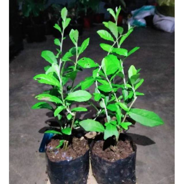 Tanaman menjuntai Lee kwan yew- lee kwan yu