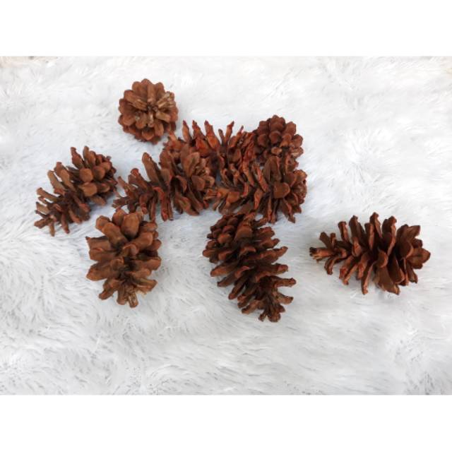 Bunga pinus kering alami bahan rustic - buah pinus - biji pinus hiasan ringbox