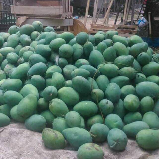 

MANGGA HARUM MANIS