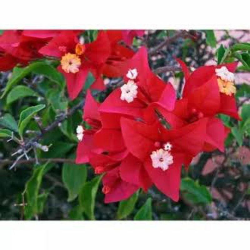 bougenville merah cabe batang ori