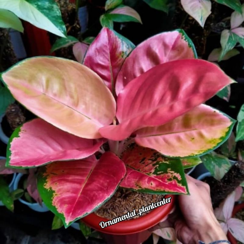 Anakan aglonema kocin EBONI 1-2 daun