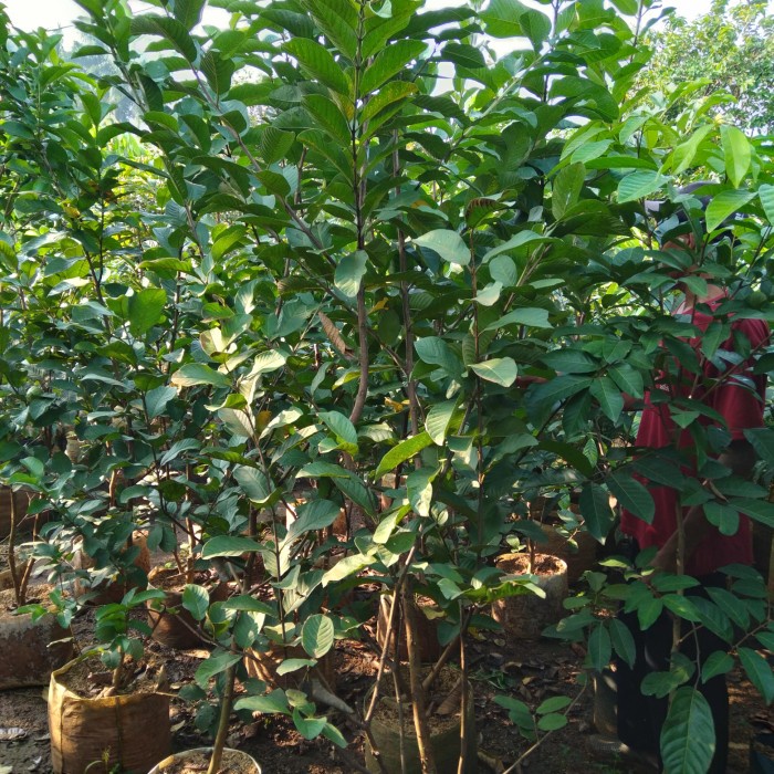 Pohon buah, pohon jambu kristal tinggi 2 meter.