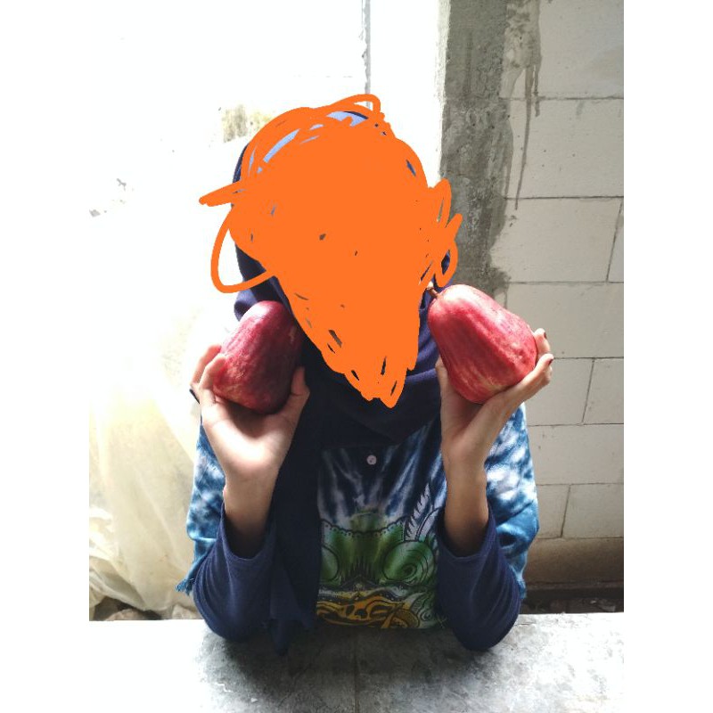 bibit jambu jamaika