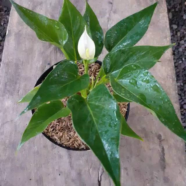 Tanaman hian anthurium bunga