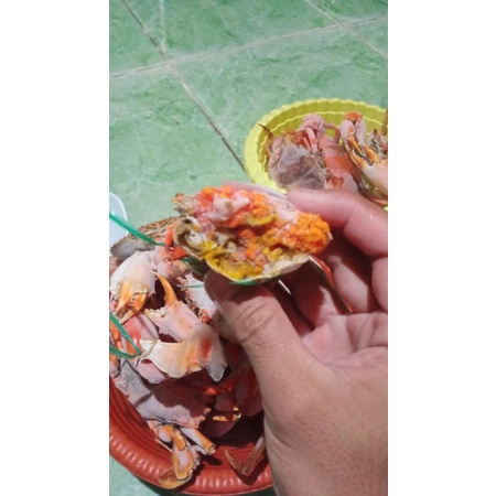 

Kepiting Full Telor 1 kg isi 3-4