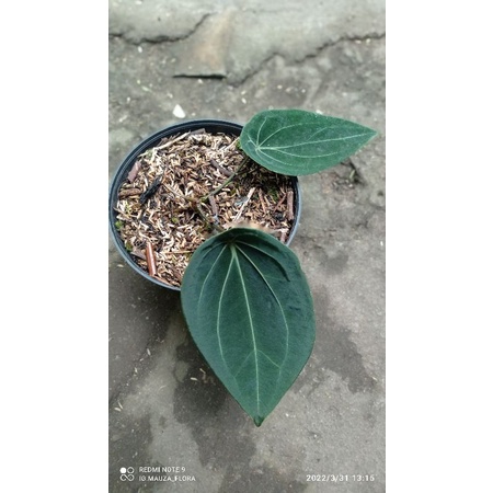 anthurium forgetii ori