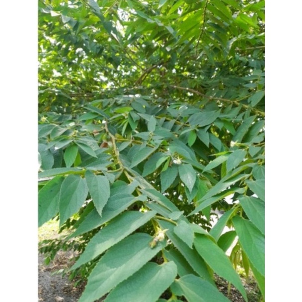 

Daun kresen / talok segar 1kg 14.000 promo