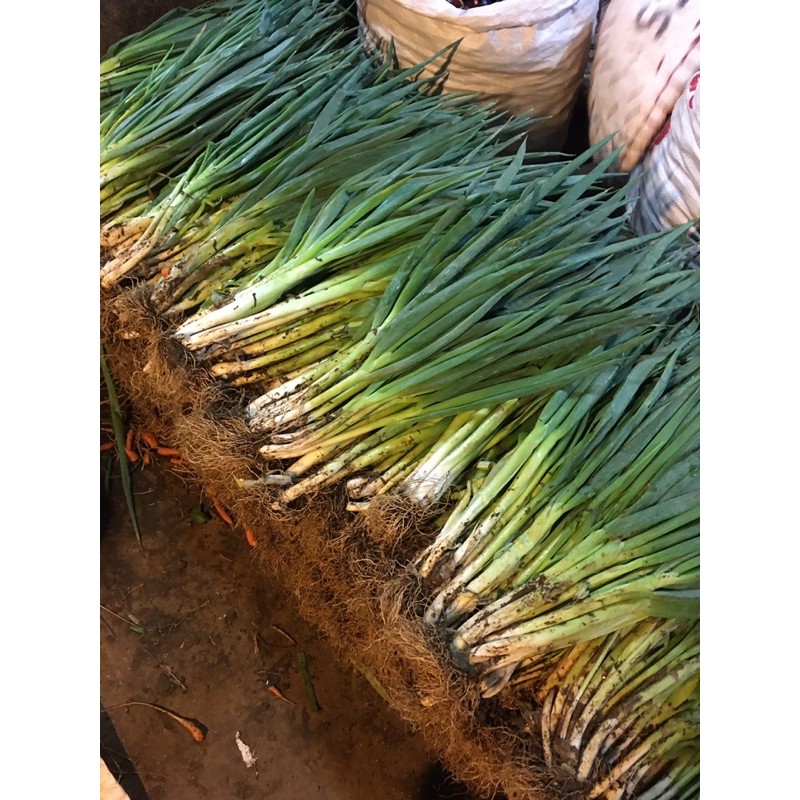 

Daun Bawang Besar 1kg