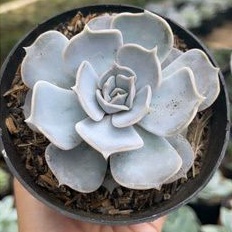 Sukulen Echeveria Lilacina