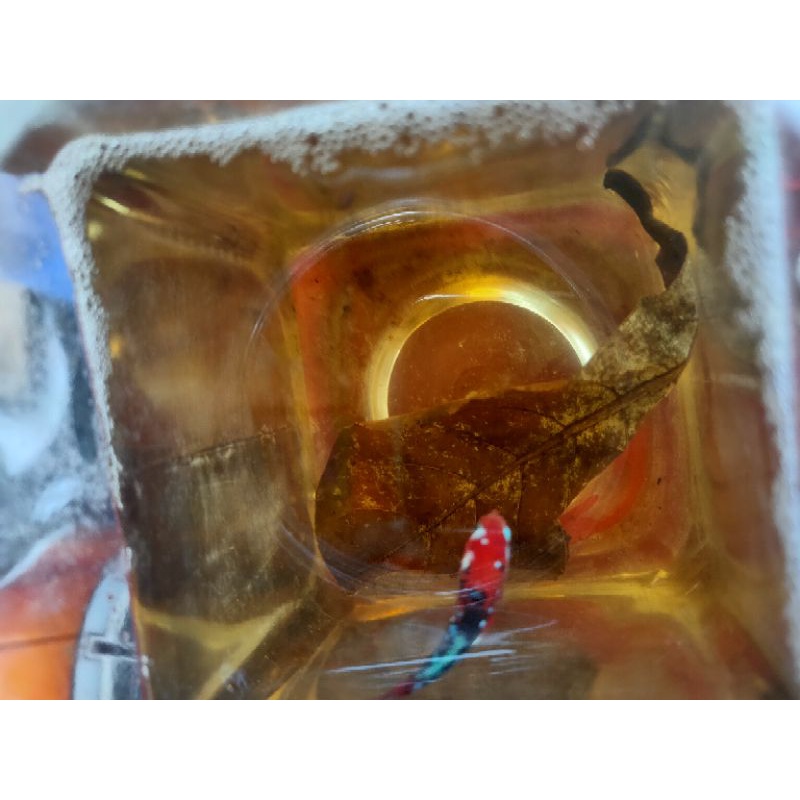 cupang nemo cupang koi galaxi