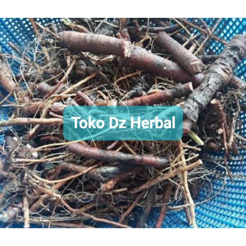 

Akar tanaman putri malu segar 200 gram-az