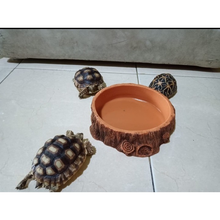 Water Dish -Feeding Dish untuk kura kura / reptil Large