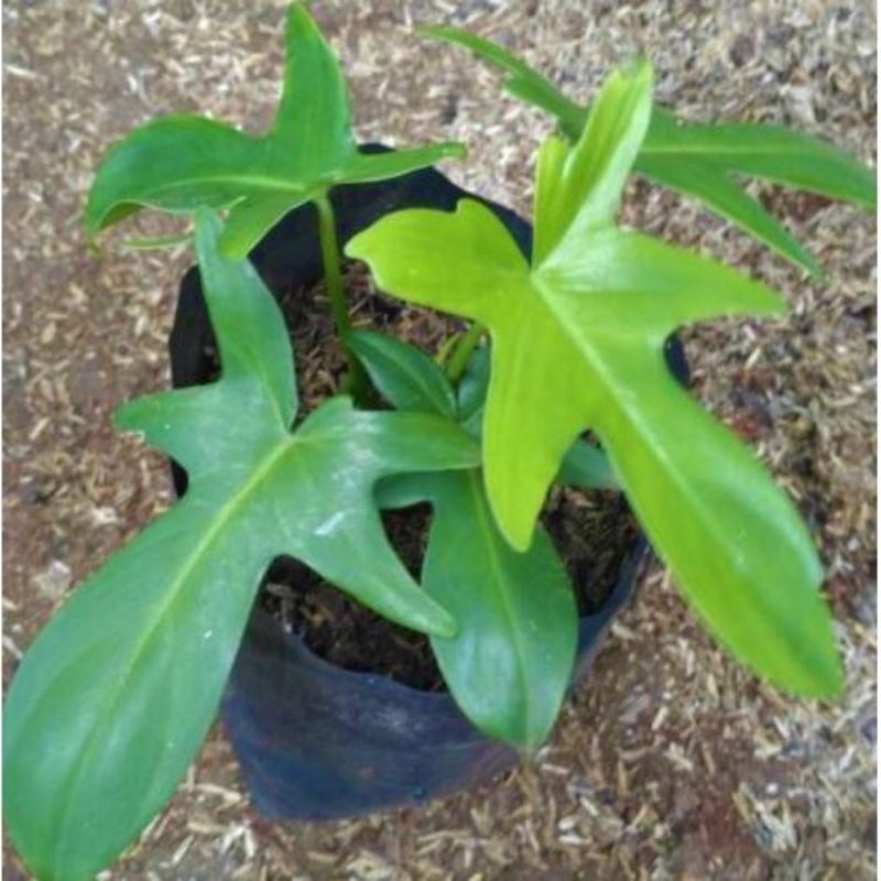 pilodendron merpati pedatum hijau - pilo merpati