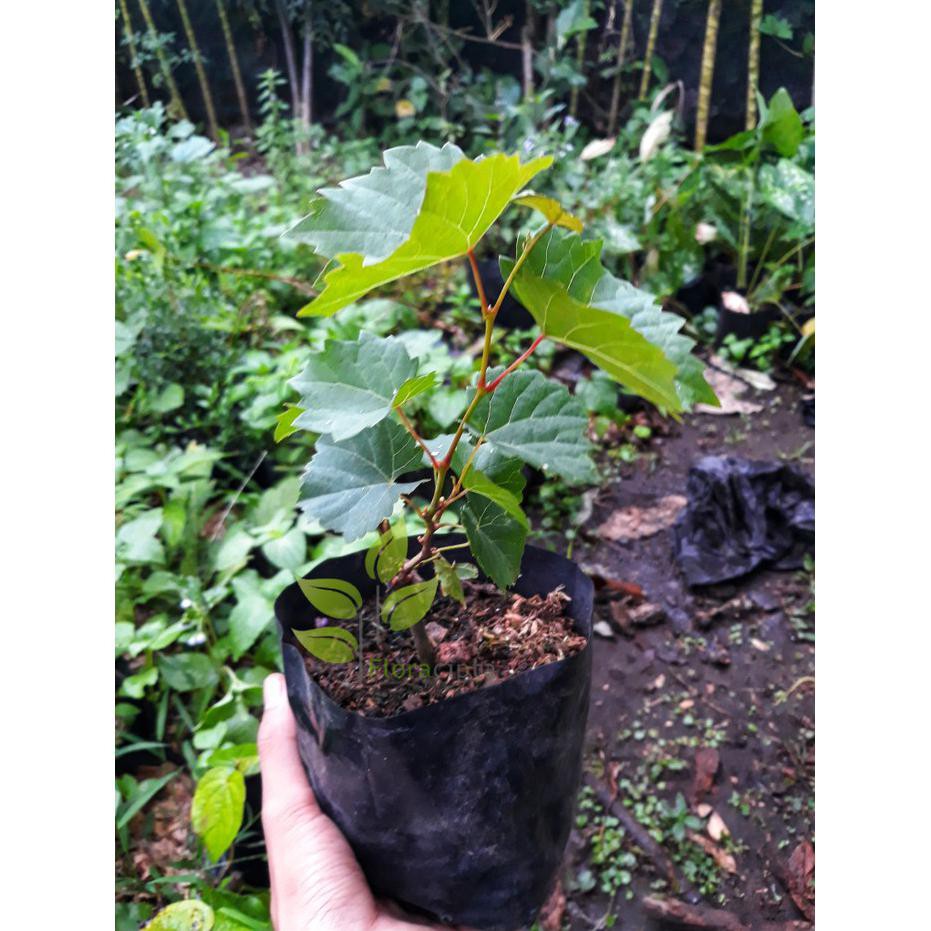 Bibit anggur merah / pohon anggur merah #_#