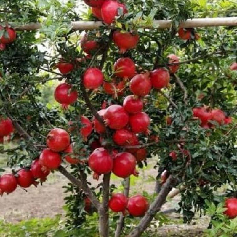 Pohon Delima Merah Jumbo / Bibit Pohon Delima Merah / Tanaman Delima Merah - bibit buah
