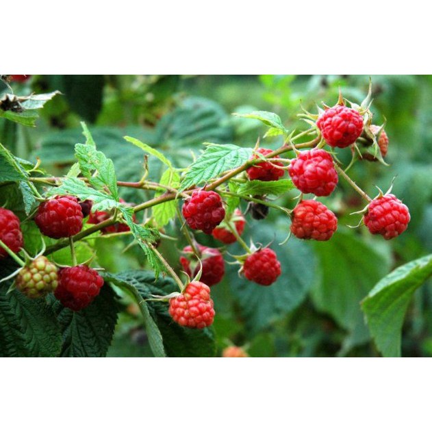 Bibit Tanaman Buah Raspberry Merah Rimbun Tanaman Berry