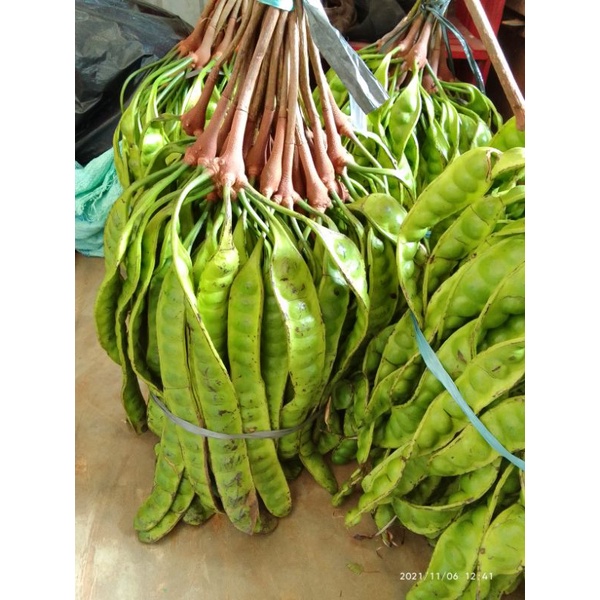 

petai Tua || Harga Perpapan