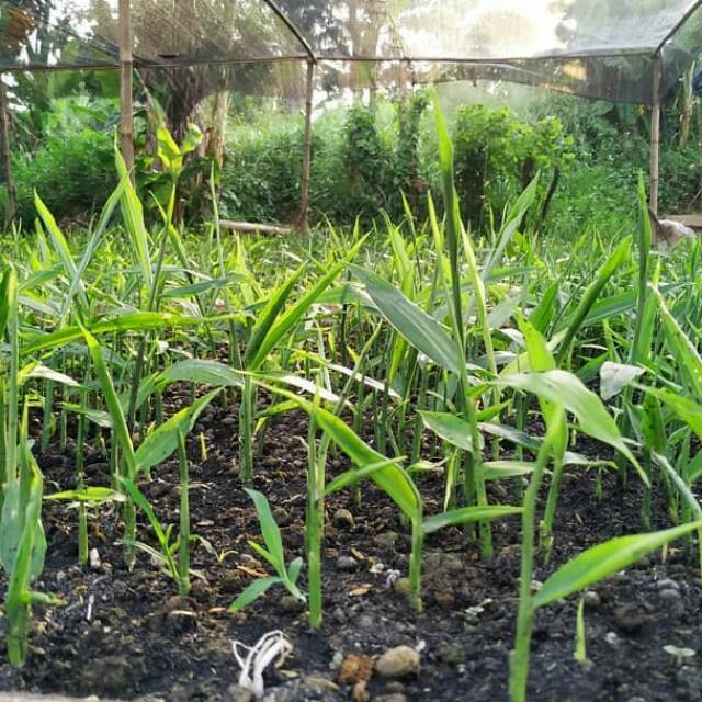 GROSIR Bibit Jahe Merah Herbal/ Bibit Jahe Merah Alami/ Bibit Suplemen Jahe Merah