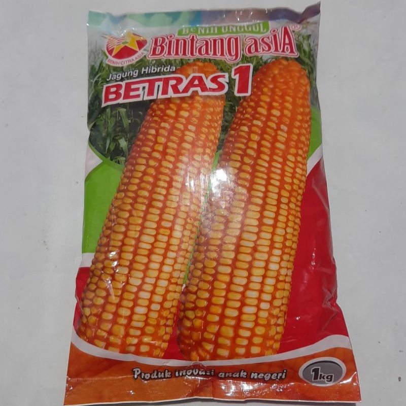 benih jagung hibrida betras 1