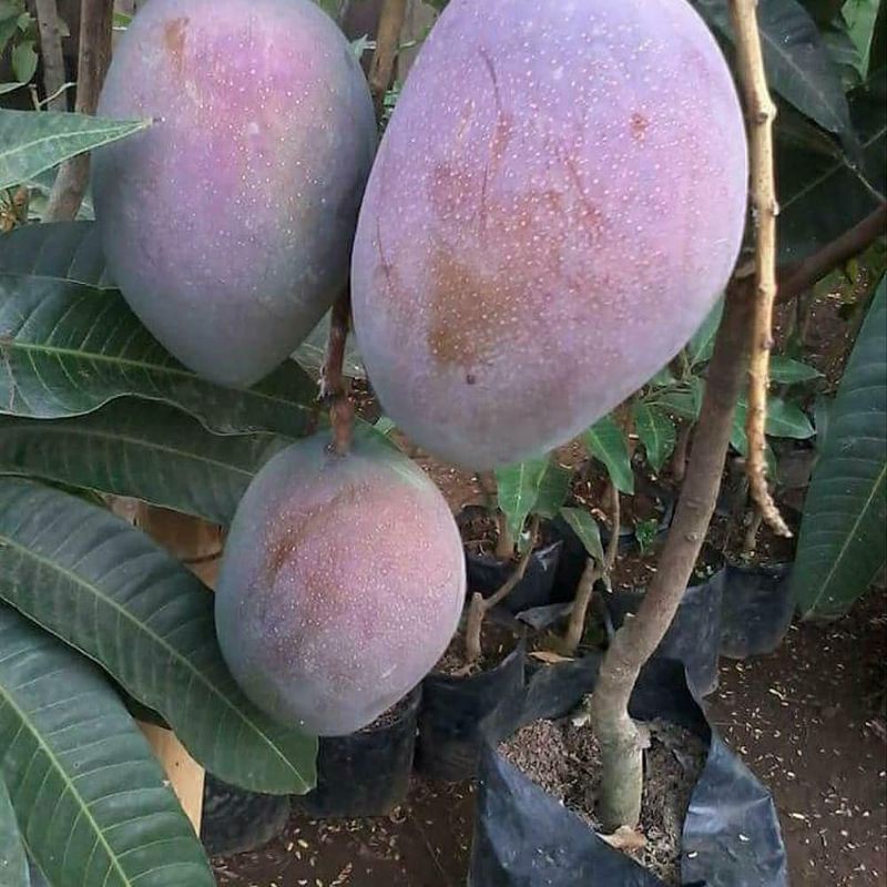 Bibit Mangga Irwin Jumbo Super Unggul